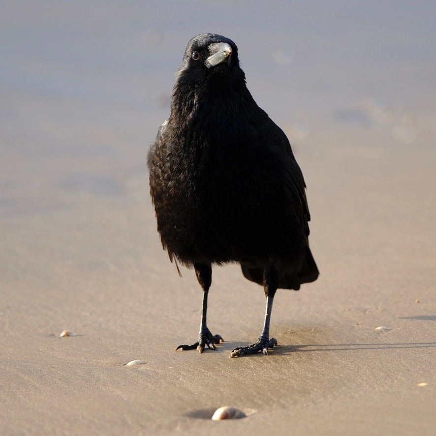 Crow after high tide - John Hughes